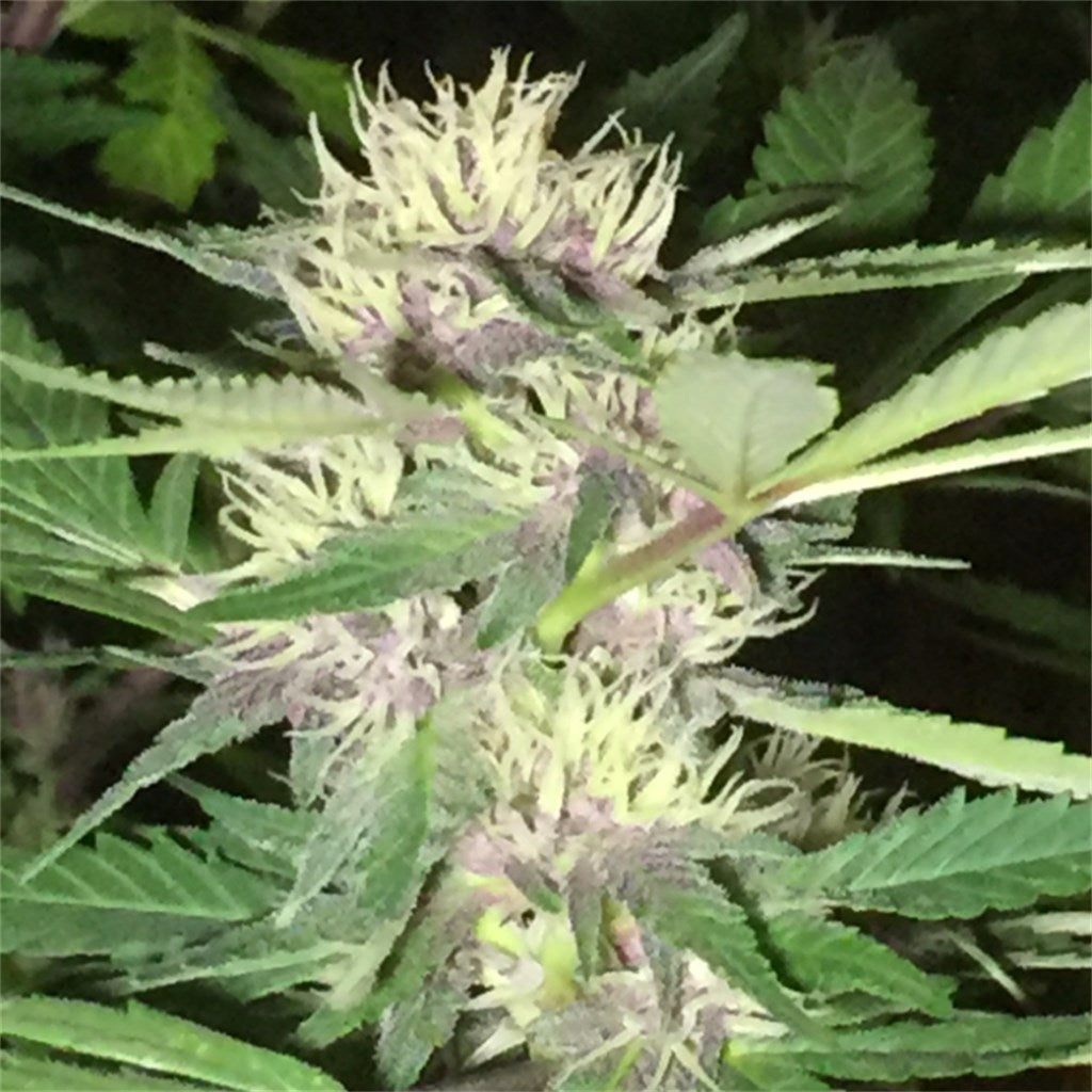 Purple Arrow marijuana strain flower with sage and spicy/herbal flavor and uplifted / focused effects - Rare Harvest hybrid