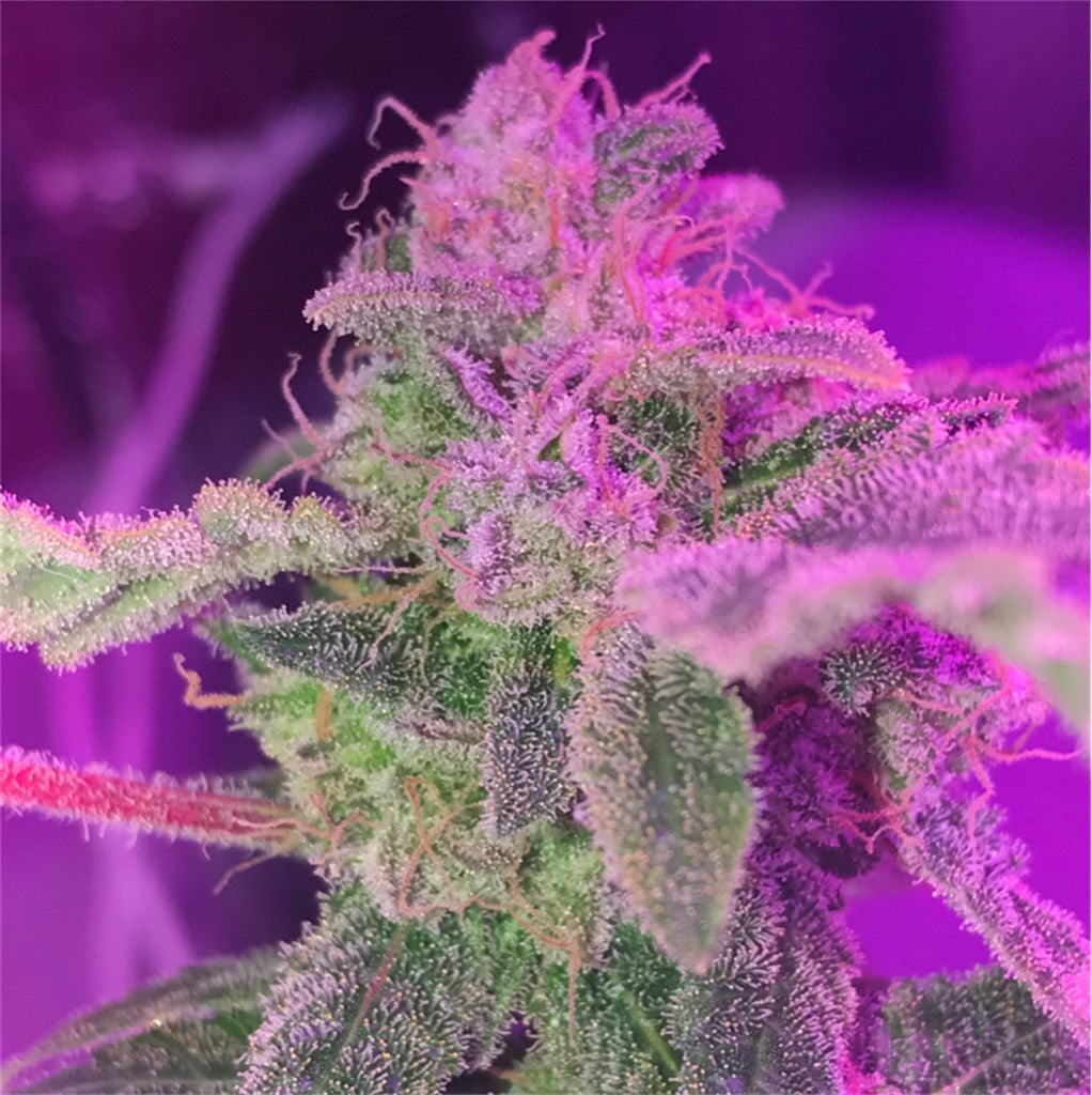 Purple Bud marijuana strain flower with lavender and pepper flavor and sleepy / relaxed effects - Rare Harvest indica