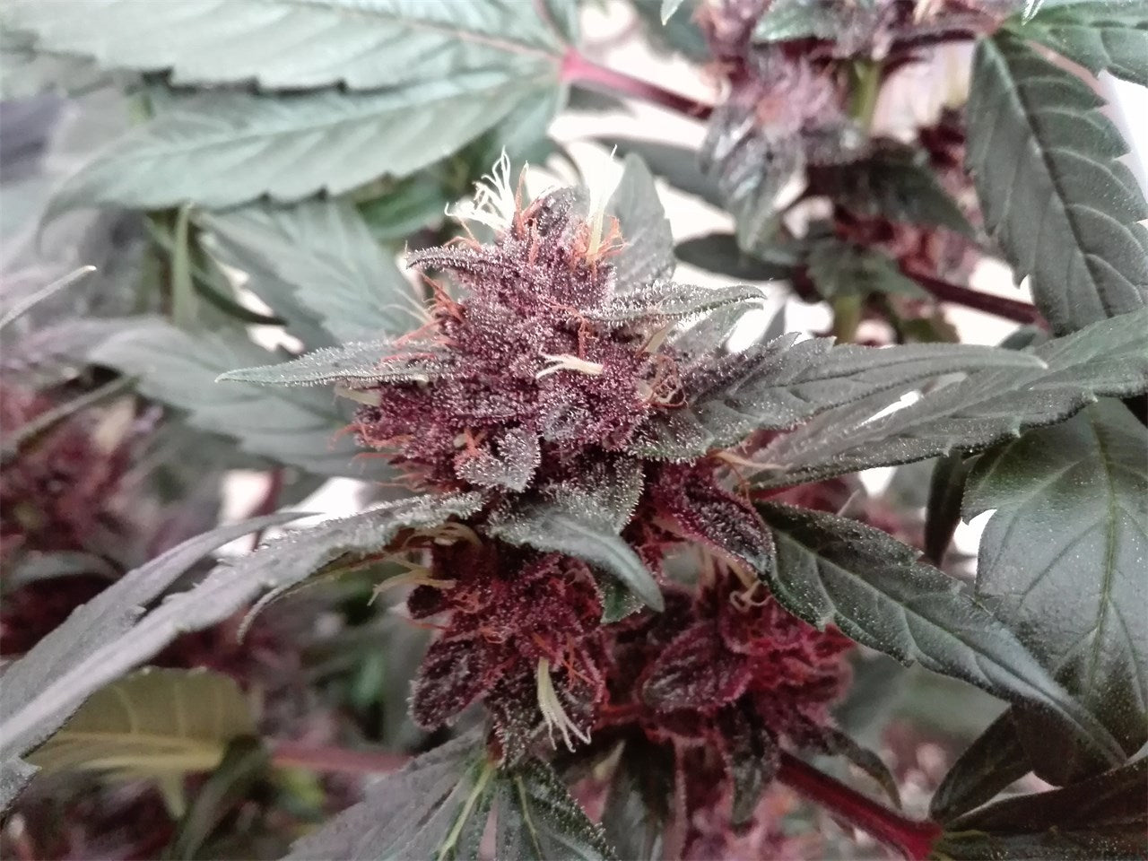 Purple Buddha marijuana strain flower with berry and grape flavor and sleepy / euphoric effects - Rare Harvest indica