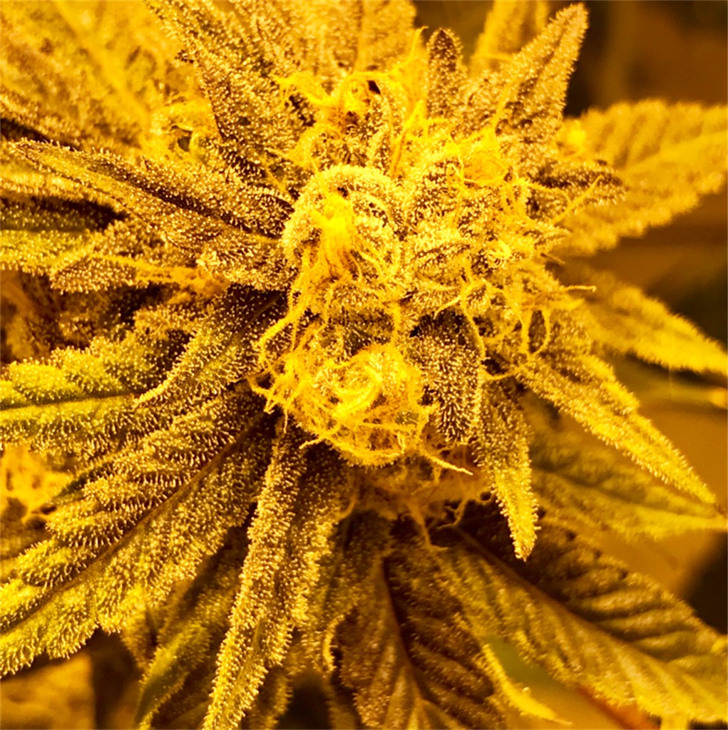 Purple Champagne marijuana strain flower with grape and berry flavor and uplifted / focused effects - Rare Harvest sativa