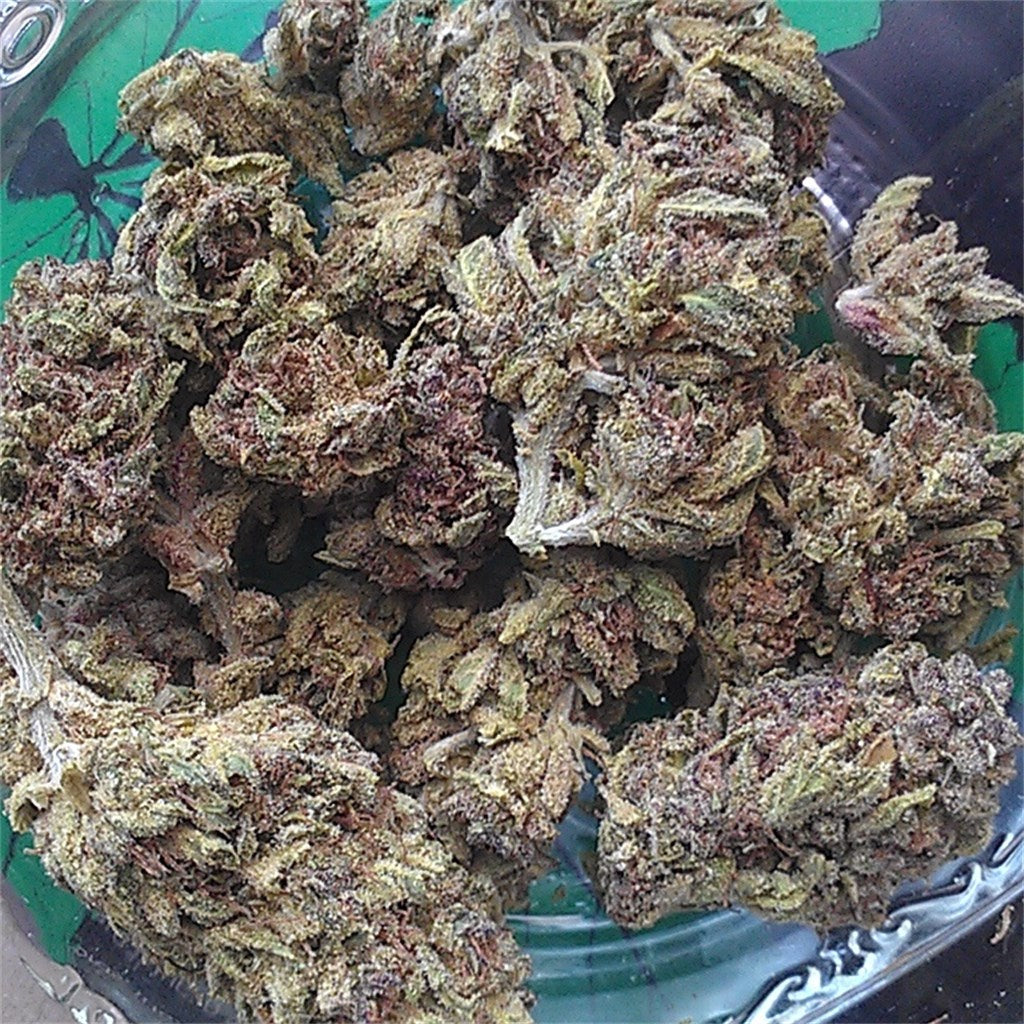 Purple Cheese marijuana strain flower with cheese and blue cheese flavor and sleepy / relaxed effects - Rare Harvest hybrid