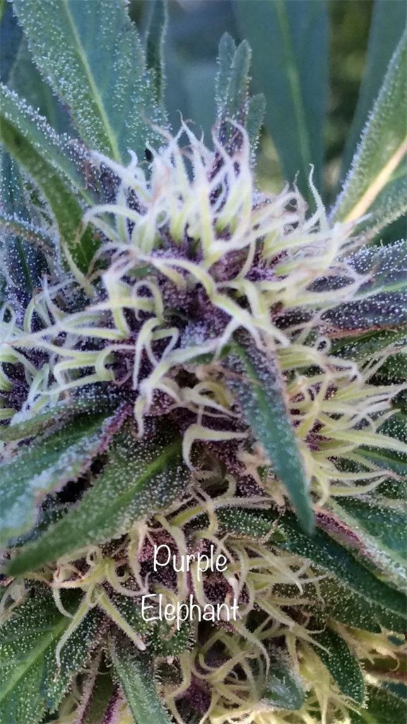 Purple Elephant marijuana strain flower with chemical and violet flavor and relaxed / giggly effects - Rare Harvest indica