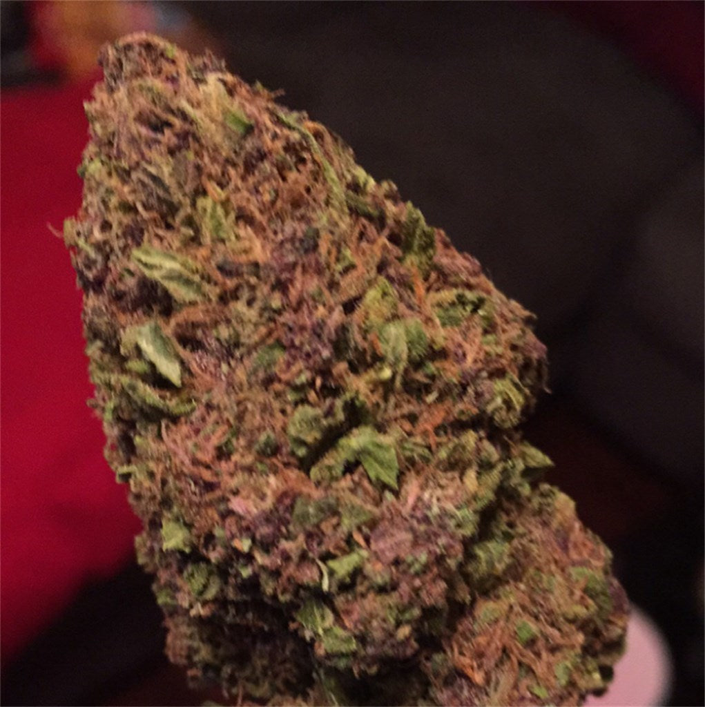 Purple Gorilla marijuana strain flower with grape and ammonia flavor and relaxed / sleepy effects - Rare Harvest hybrid