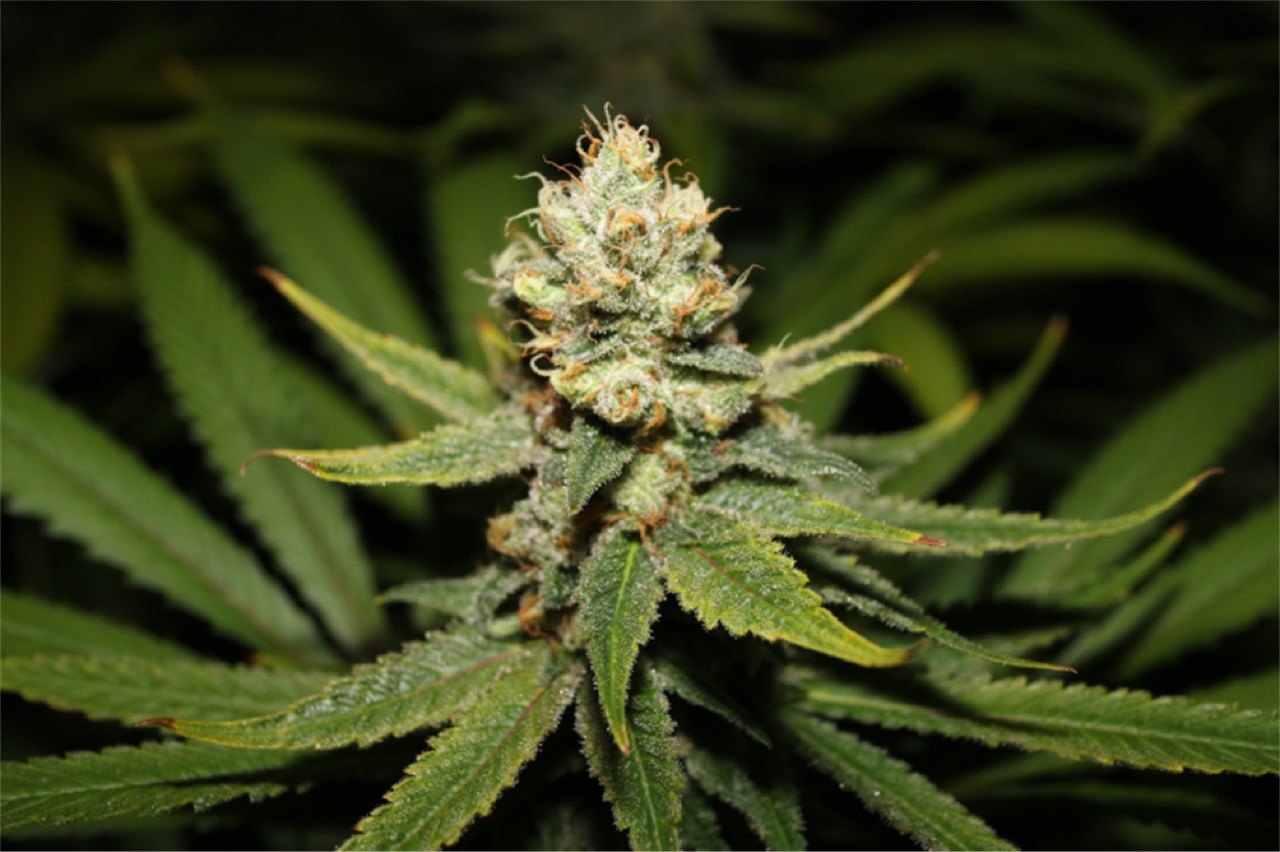 Purple Haze marijuana strain flower with lavender and flowery flavor and creative / euphoric effects - Rare Harvest sativa