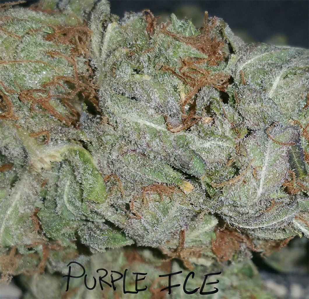 Purple Ice marijuana strain flower with berry and grape flavor and tingly / euphoric effects - Rare Harvest hybrid