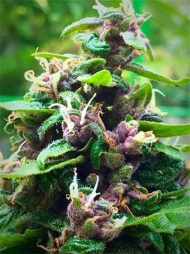 Purple Nepal marijuana strain flower with grape and berry flavor and sleepy / hungry effects - Rare Harvest indica