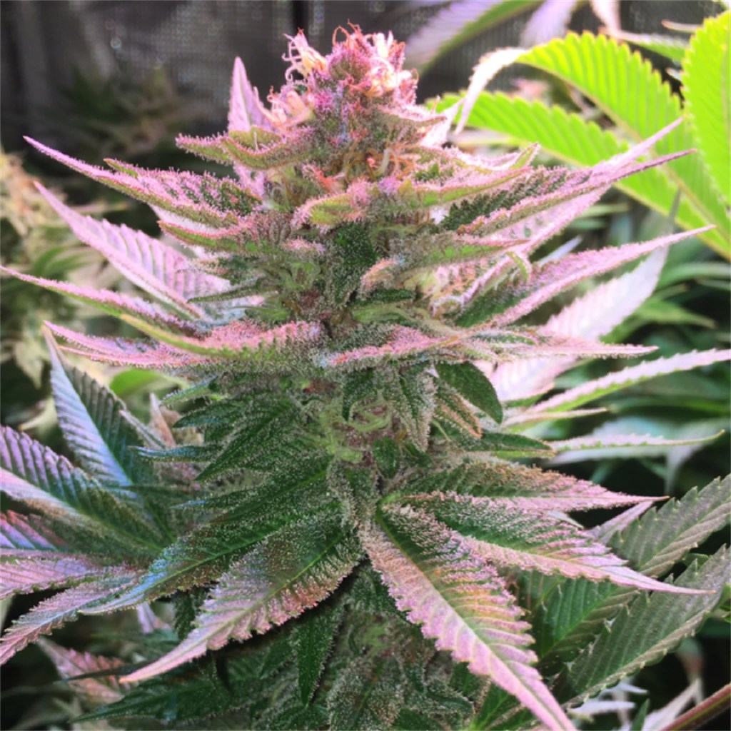 Purple Punch marijuana strain flower with grape and plum flavor and sleepy / relaxed effects - Rare Harvest hybrid