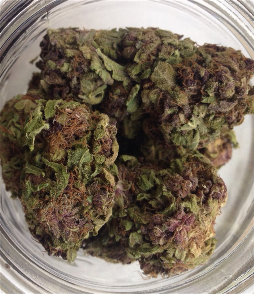 Purple Rhino marijuana strain flower with skunk and berry flavor and relaxed / sleepy effects - Rare Harvest hybrid