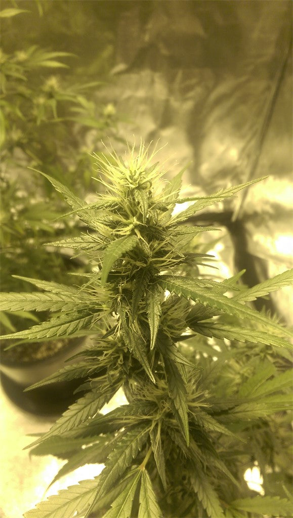 Purple Sage marijuana strain flower with lemon and sage flavor and creative / energetic effects - Rare Harvest hybrid