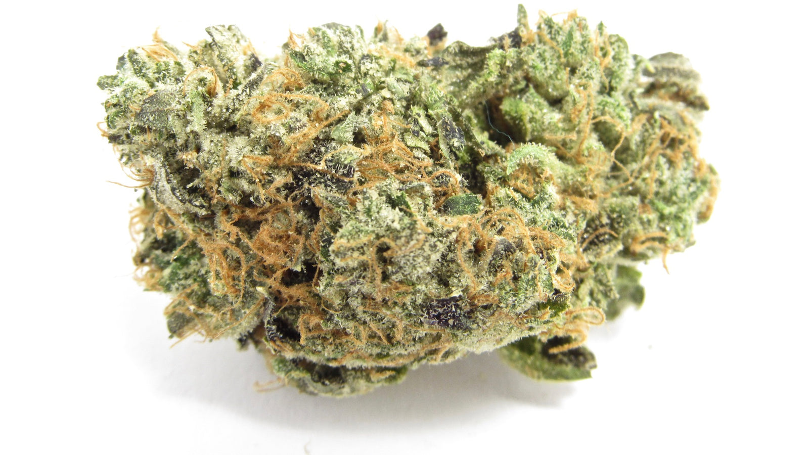 Blue Zushi marijuana strain flower with mint and flowery flavor and tingly / euphoric effects - Rare Harvest hybrid