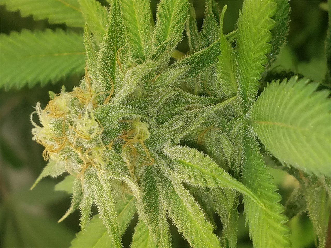 Qrazy Train marijuana strain flower with spicy/herbal and earthy flavor and focused / creative effects - Rare Harvest hybrid