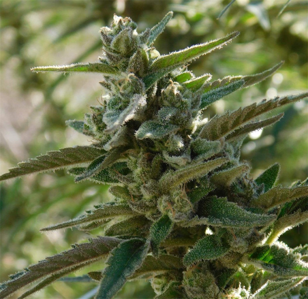 Quantum Kush marijuana strain flower with pungent and earthy flavor and uplifted / talkative effects - Rare Harvest sativa
