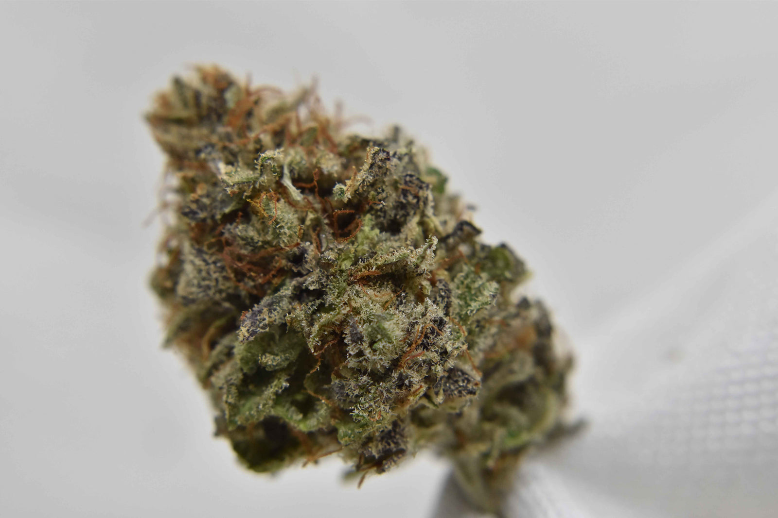Canna Montana marijuana strain flower with strawberry and chemical flavor and creative / uplifted effects - Rare Harvest hybrid