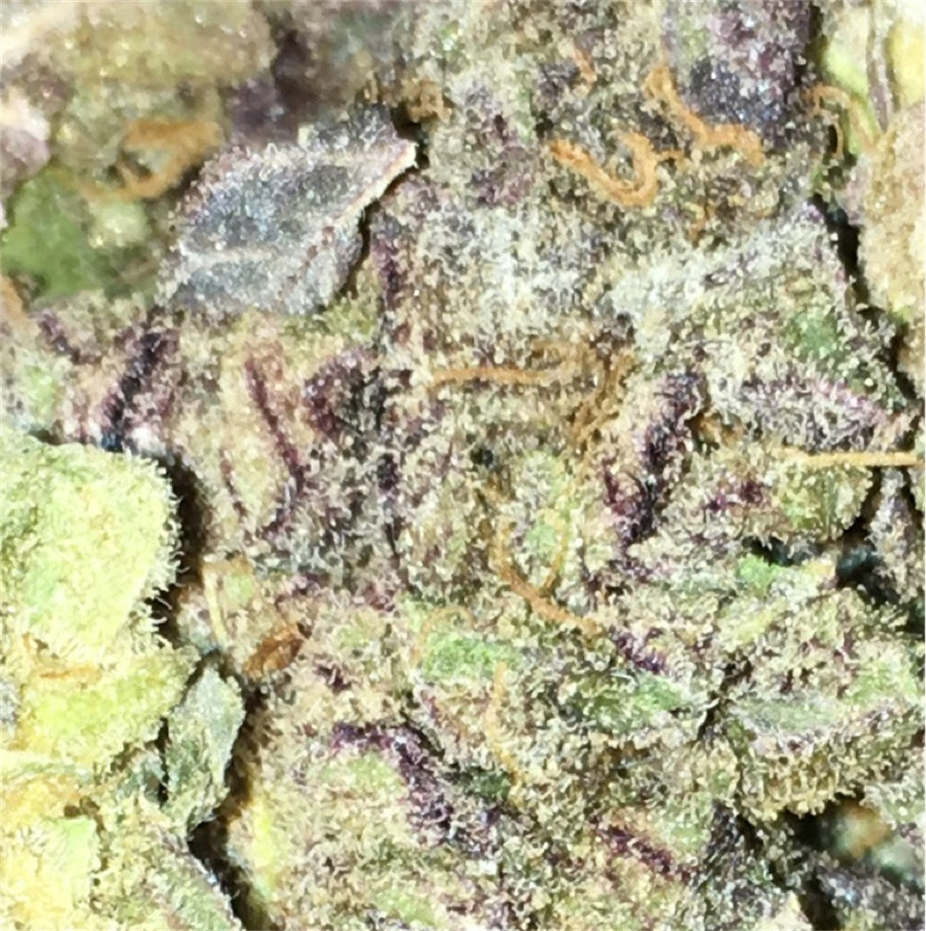 Rainbow Jones marijuana strain flower with blueberry and grape flavor and relaxed / euphoric effects - Rare Harvest indica