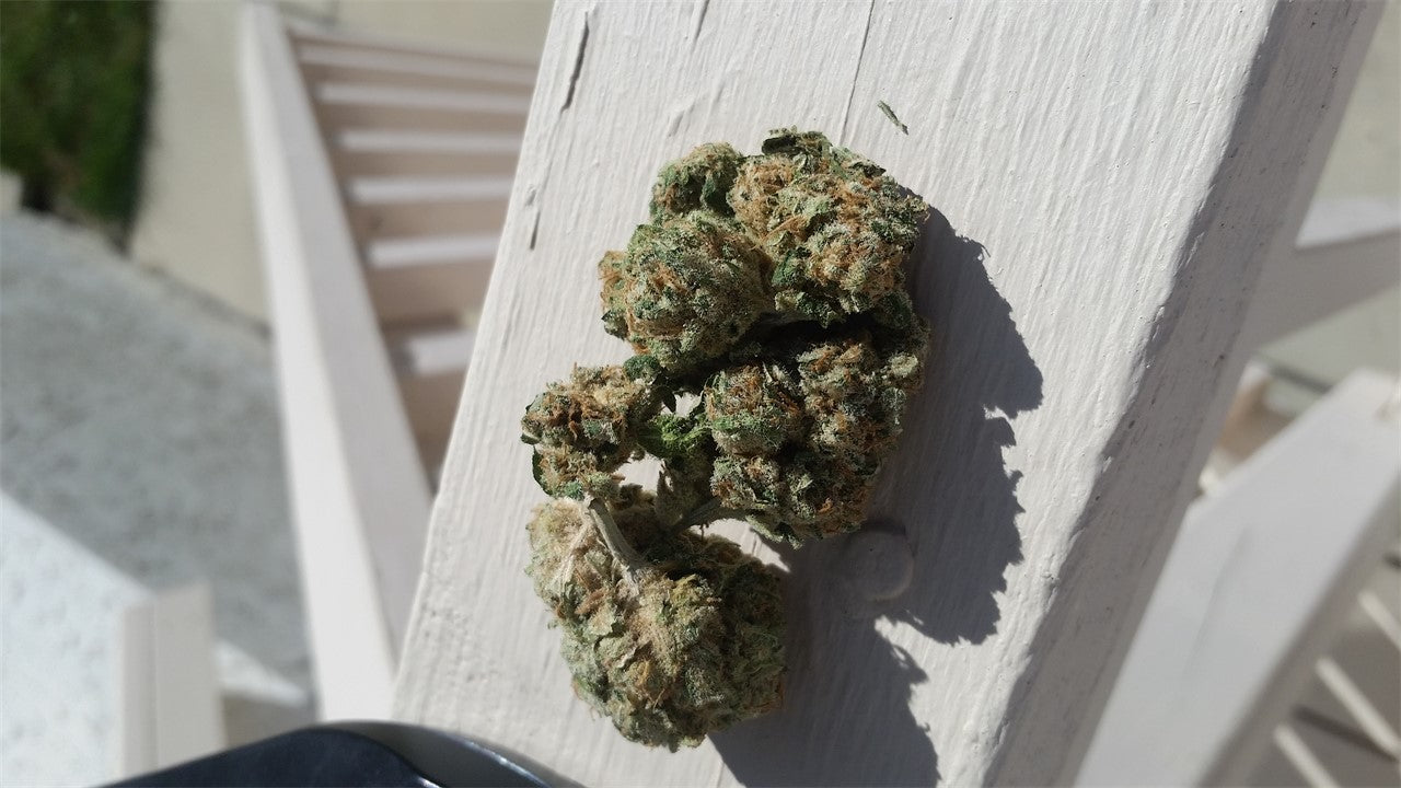 Rare Dankness #1 marijuana strain flower with sage and berry flavor and giggly / sleepy effects - Rare Harvest indica