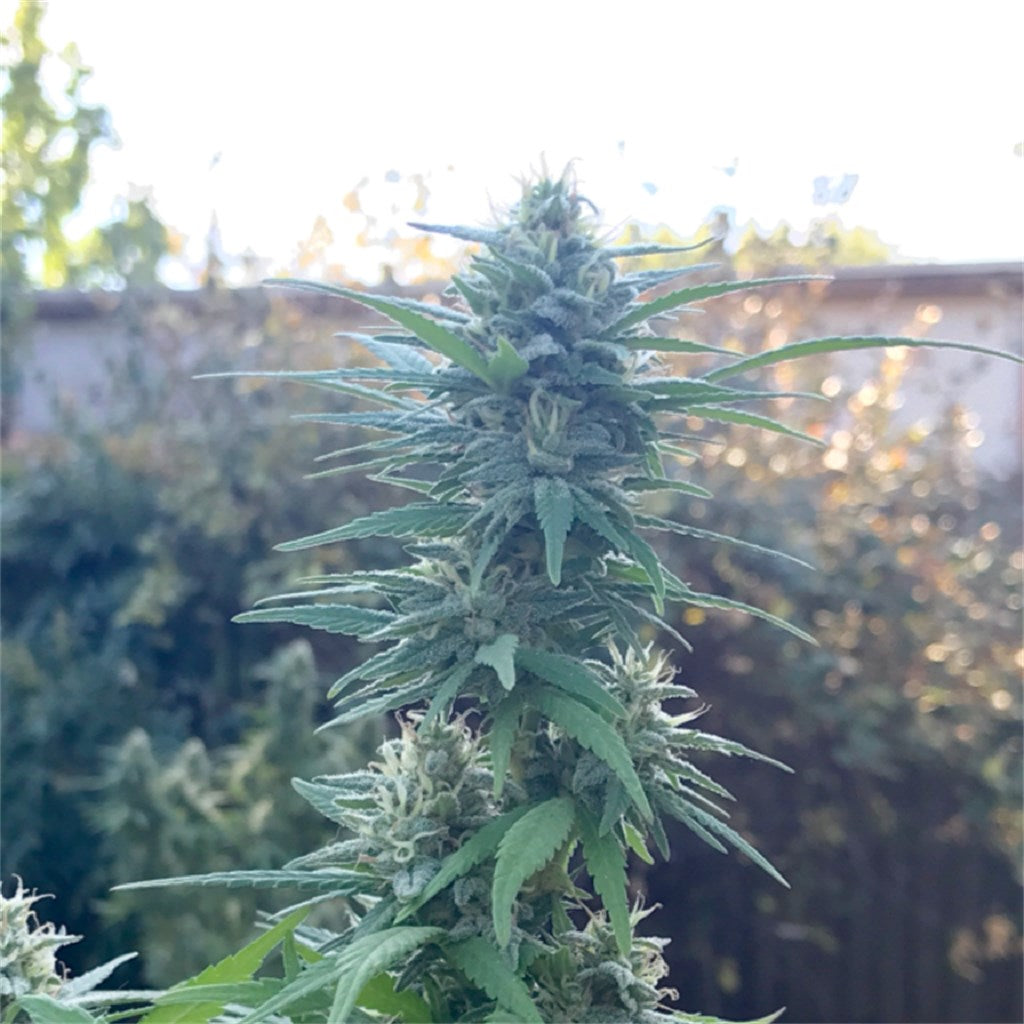 Raskal OG marijuana strain flower with pine and lemon flavor and focused / relaxed effects - Rare Harvest hybrid