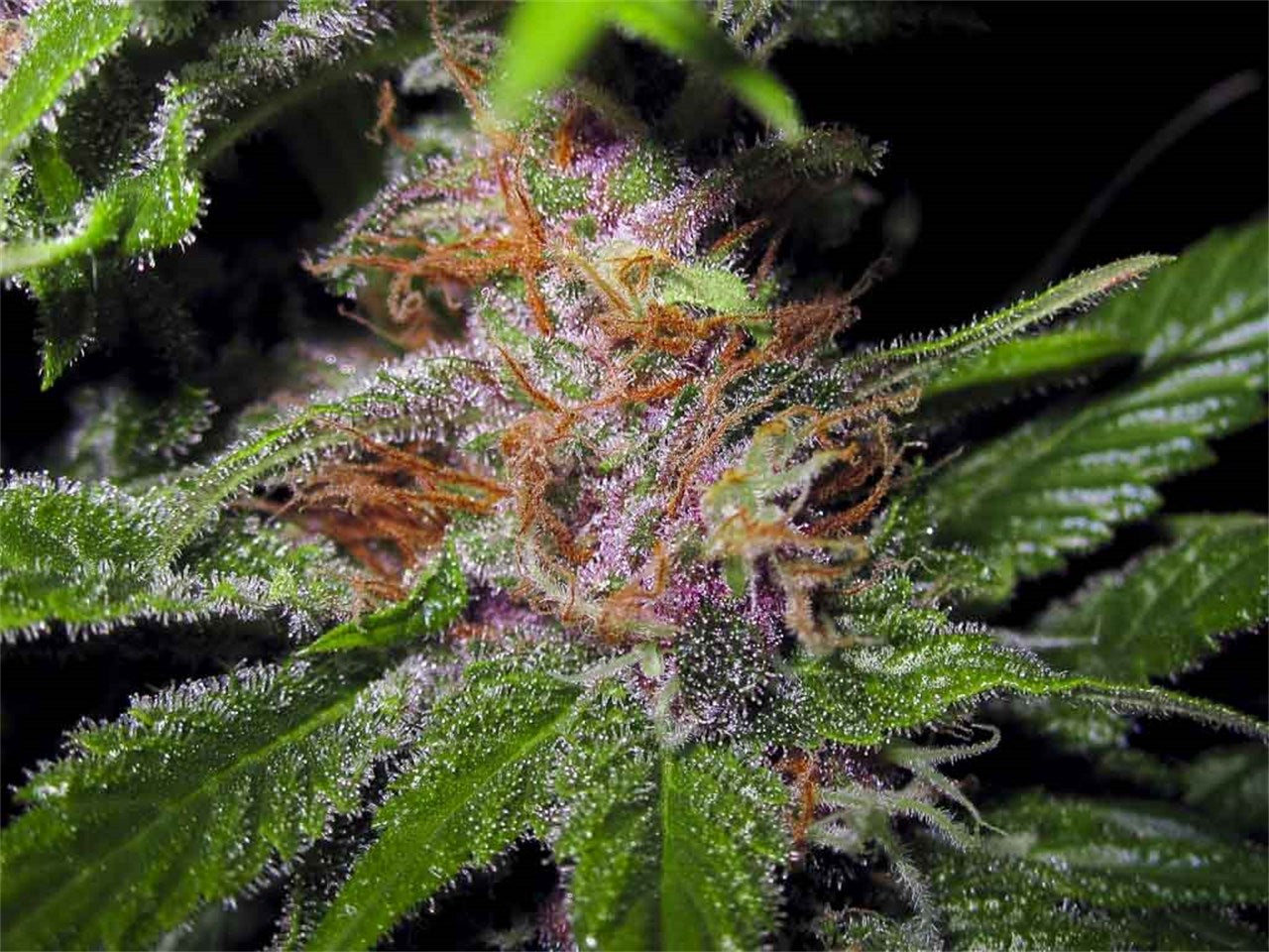 Rebel Berry OG marijuana strain flower with cheese and blueberry flavor and aroused / creative effects - Rare Harvest hybrid