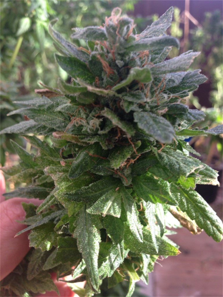Reclining Buddha marijuana strain flower with pineapple and berry flavor and giggly / aroused effects - Rare Harvest indica