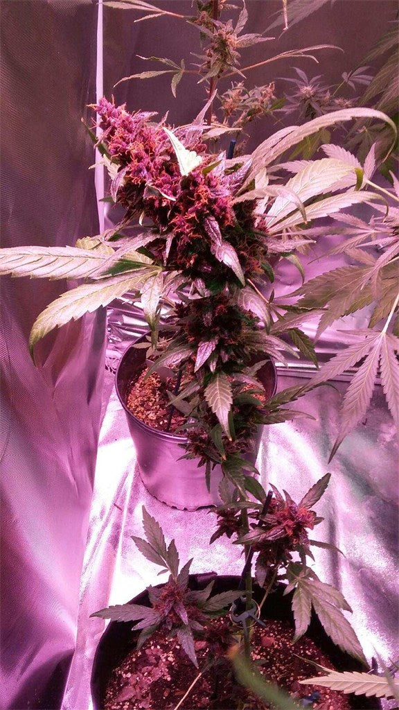 Red Poison marijuana strain flower with woody and citrus flavor and euphoric / talkative effects - Rare Harvest hybrid