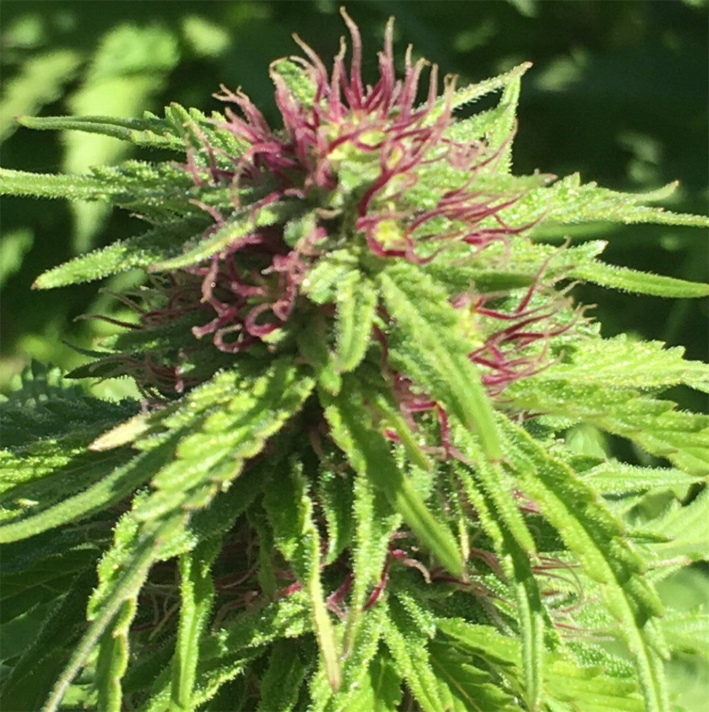 Redd Cross marijuana strain flower with chemical and earthy flavor and sleepy / focused effects - Rare Harvest hybrid
