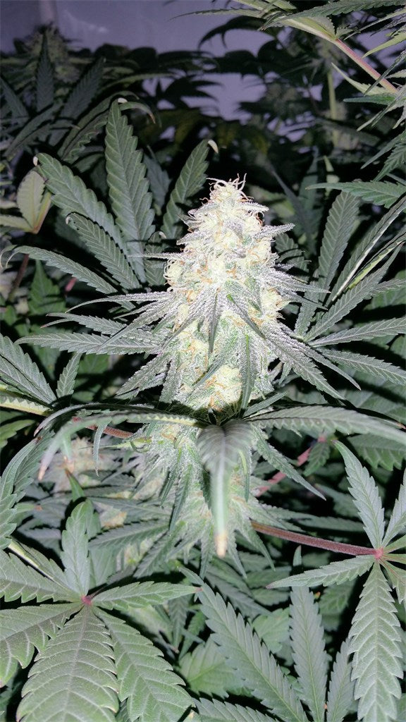 Remedy marijuana strain flower with woody and earthy flavor and relaxed / sleepy effects - Rare Harvest indica