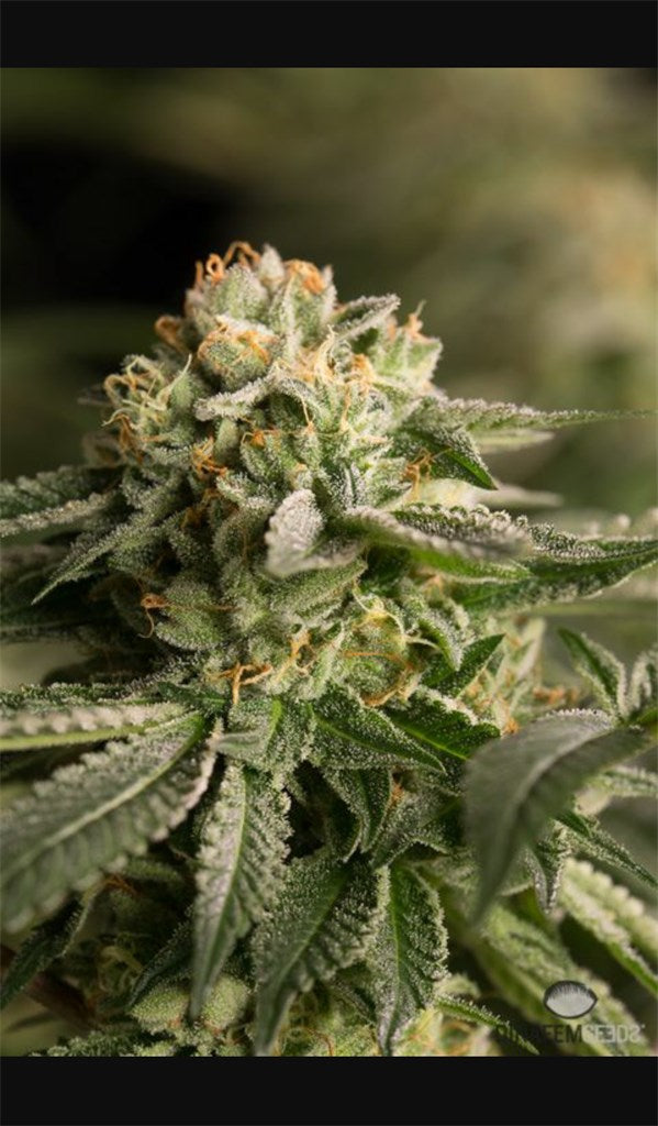 Remo Chemo marijuana strain flower with pepper and earthy flavor and hungry / euphoric effects - Rare Harvest hybrid