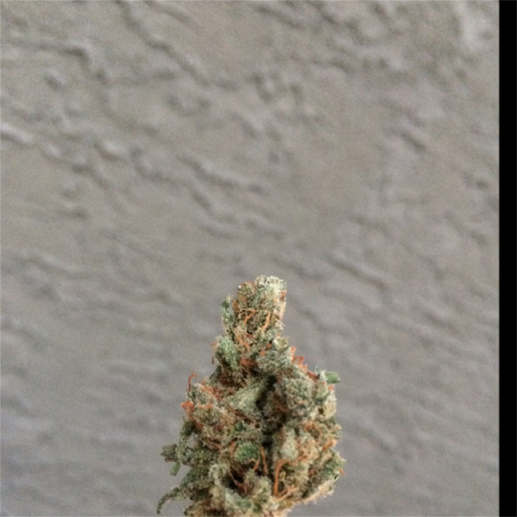 Rene marijuana strain flower with rose and pine flavor and aroused / uplifted effects - Rare Harvest hybrid