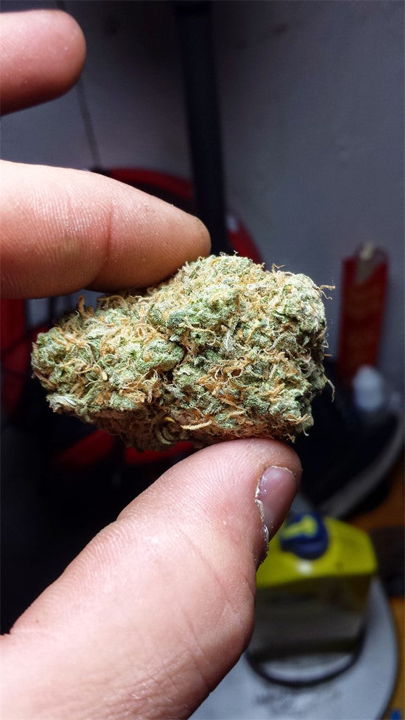 Richie Rich marijuana strain flower with tropical and lemon flavor and talkative / energetic effects - Rare Harvest hybrid