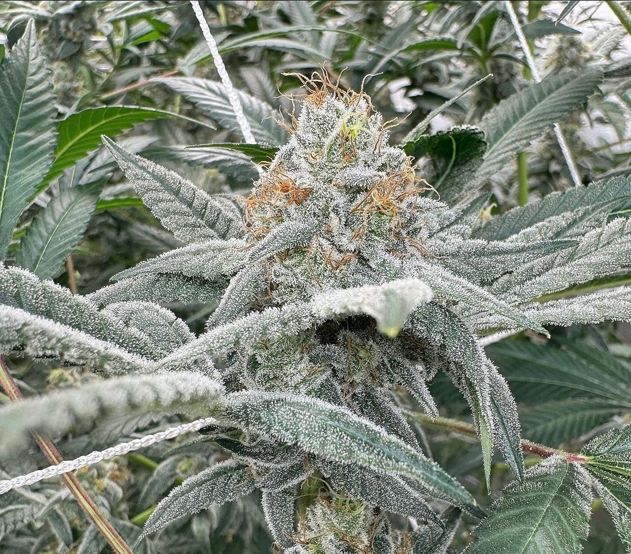 Gooberry Moonshine marijuana strain flower with woody and tree fruit flavor and talkative / happy effects - Rare Harvest hybrid