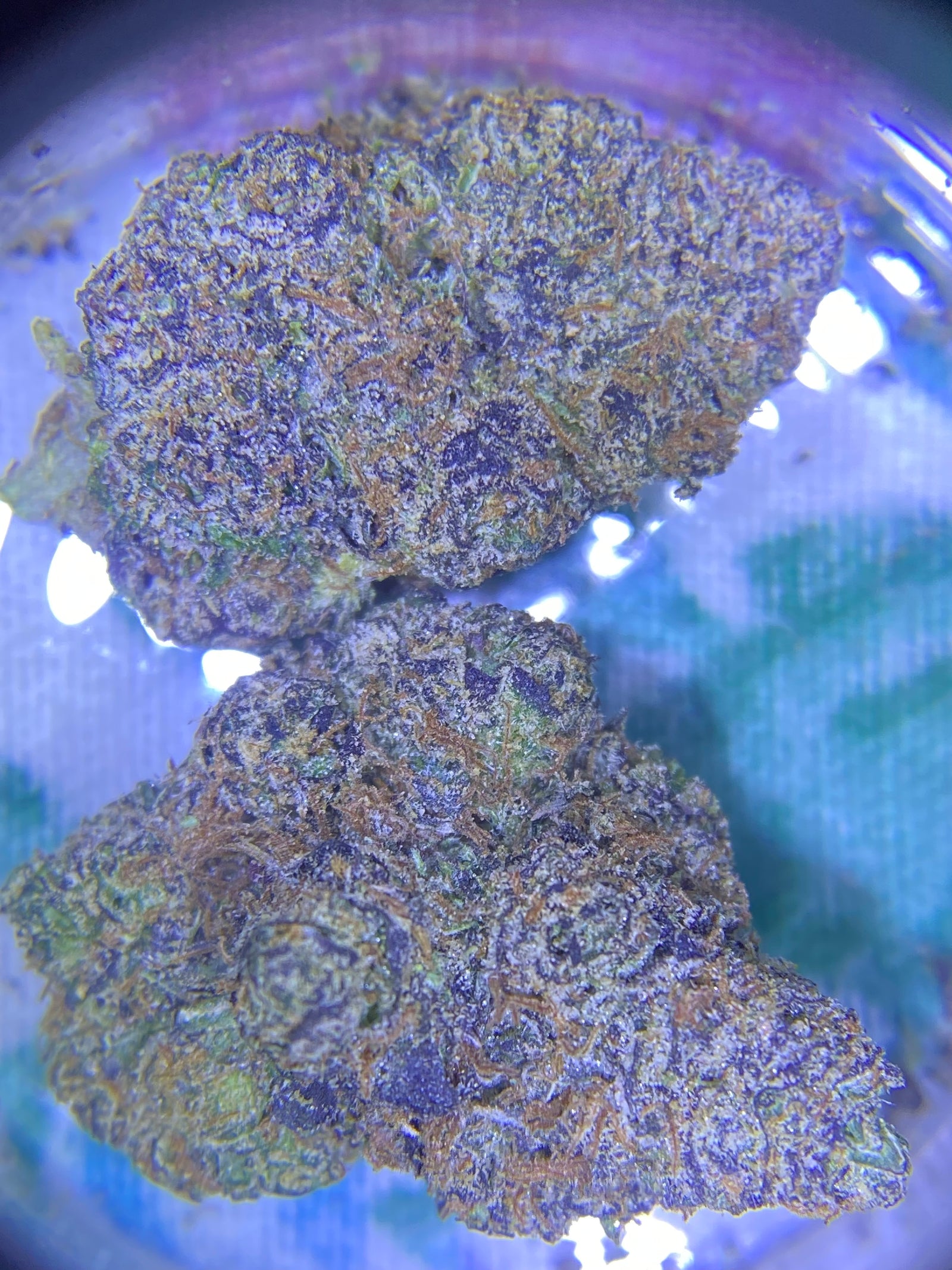 92 Demon marijuana strain flower with diesel and skunk flavor and tingly / energetic effects - Rare Harvest sativa