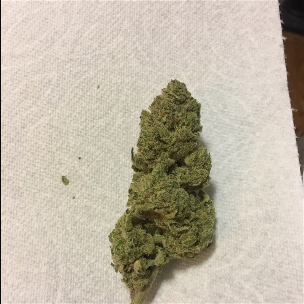 Robert Plant marijuana strain flower with blueberry and earthy flavor and energetic / creative effects - Rare Harvest sativa