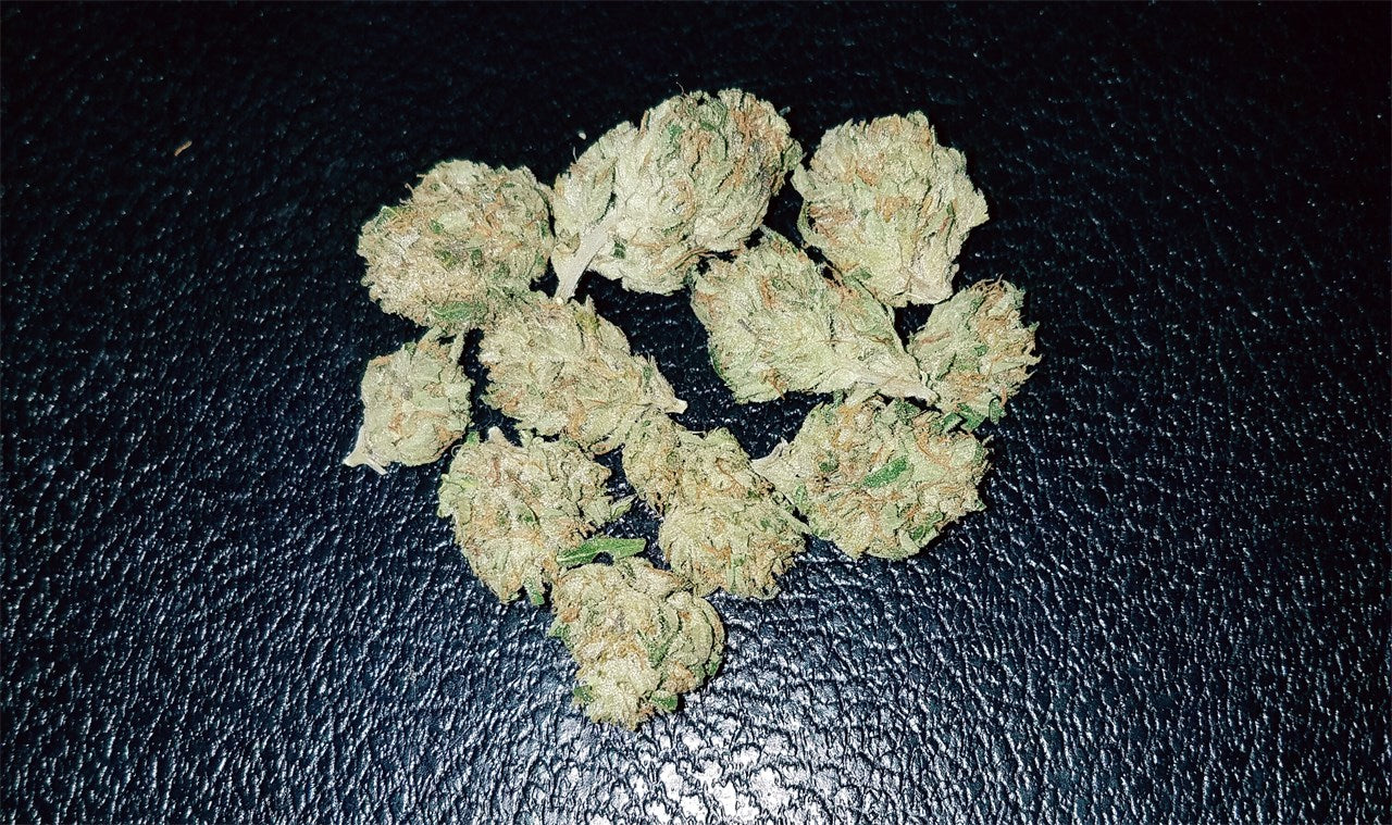 Root Beer Kush marijuana strain flower with vanilla and sweet flavor and creative / giggly effects - Rare Harvest sativa