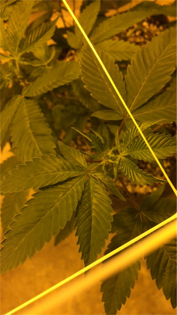 Royal Chemdawg marijuana strain flower with diesel and strawberry flavor and creative / hungry effects - Rare Harvest hybrid