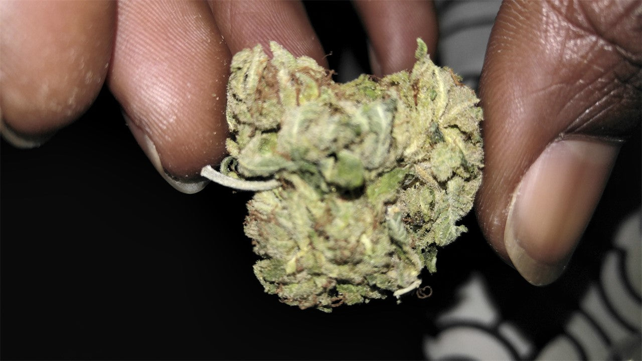 Royal Haze marijuana strain flower with citrus and skunk flavor and creative / energetic effects - Rare Harvest sativa