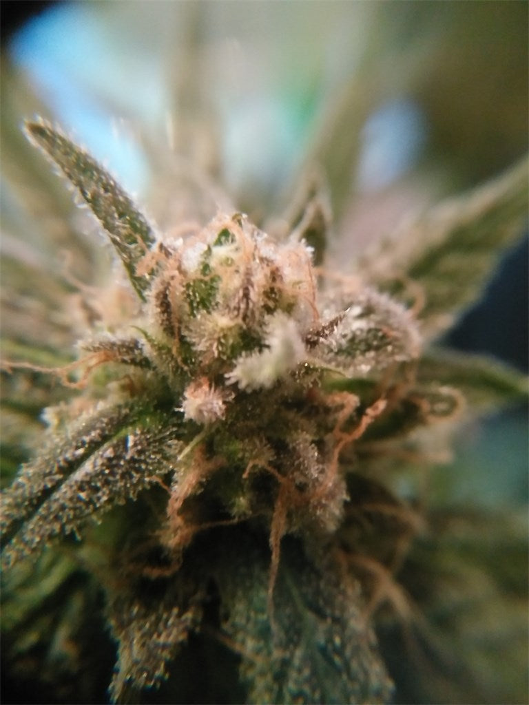 Royal Highness marijuana strain flower with pear and pineapple flavor and energetic / focused effects - Rare Harvest hybrid