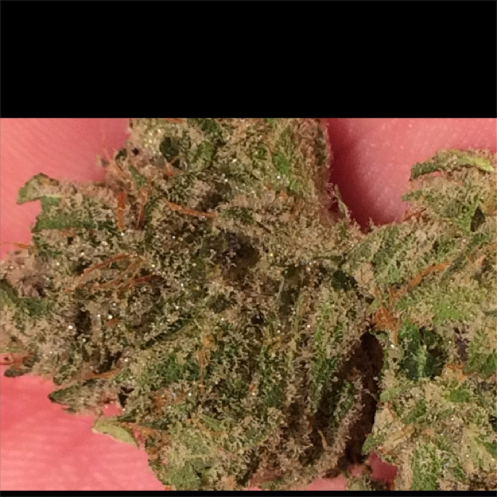 RudeBoi OG marijuana strain flower with nutty and sage flavor and relaxed / focused effects - Rare Harvest hybrid