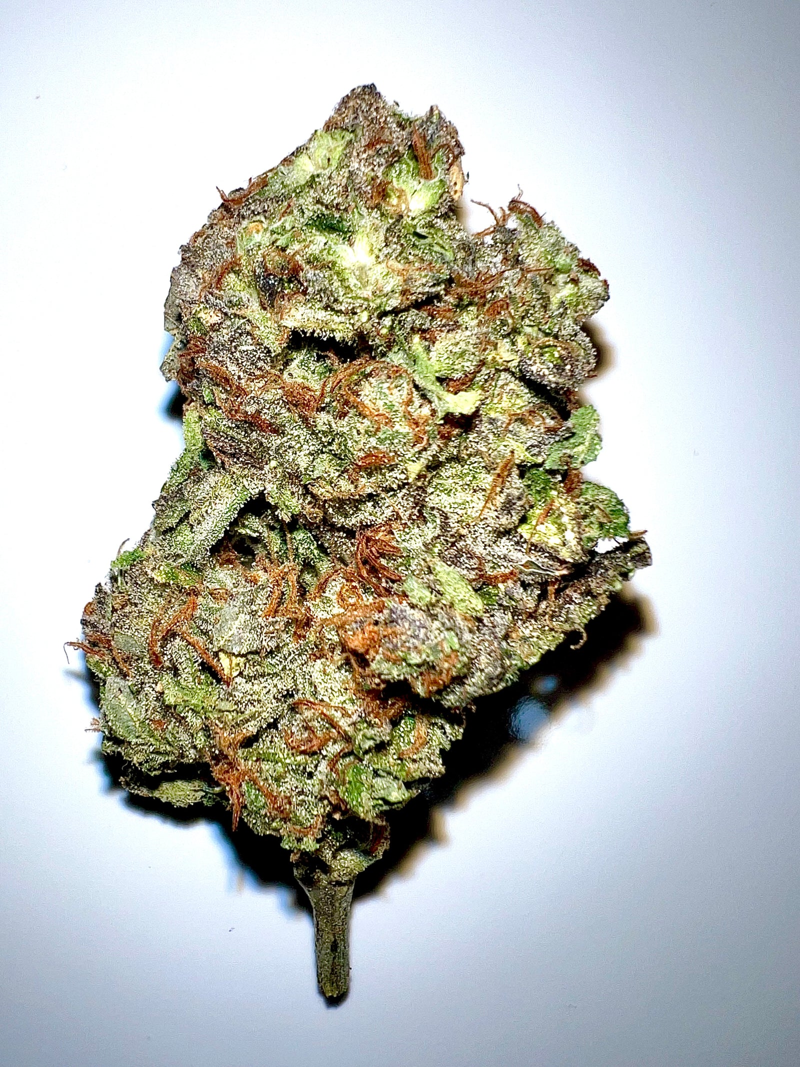 Steamboat Willy marijuana strain flower - Rare Harvest hybrid
