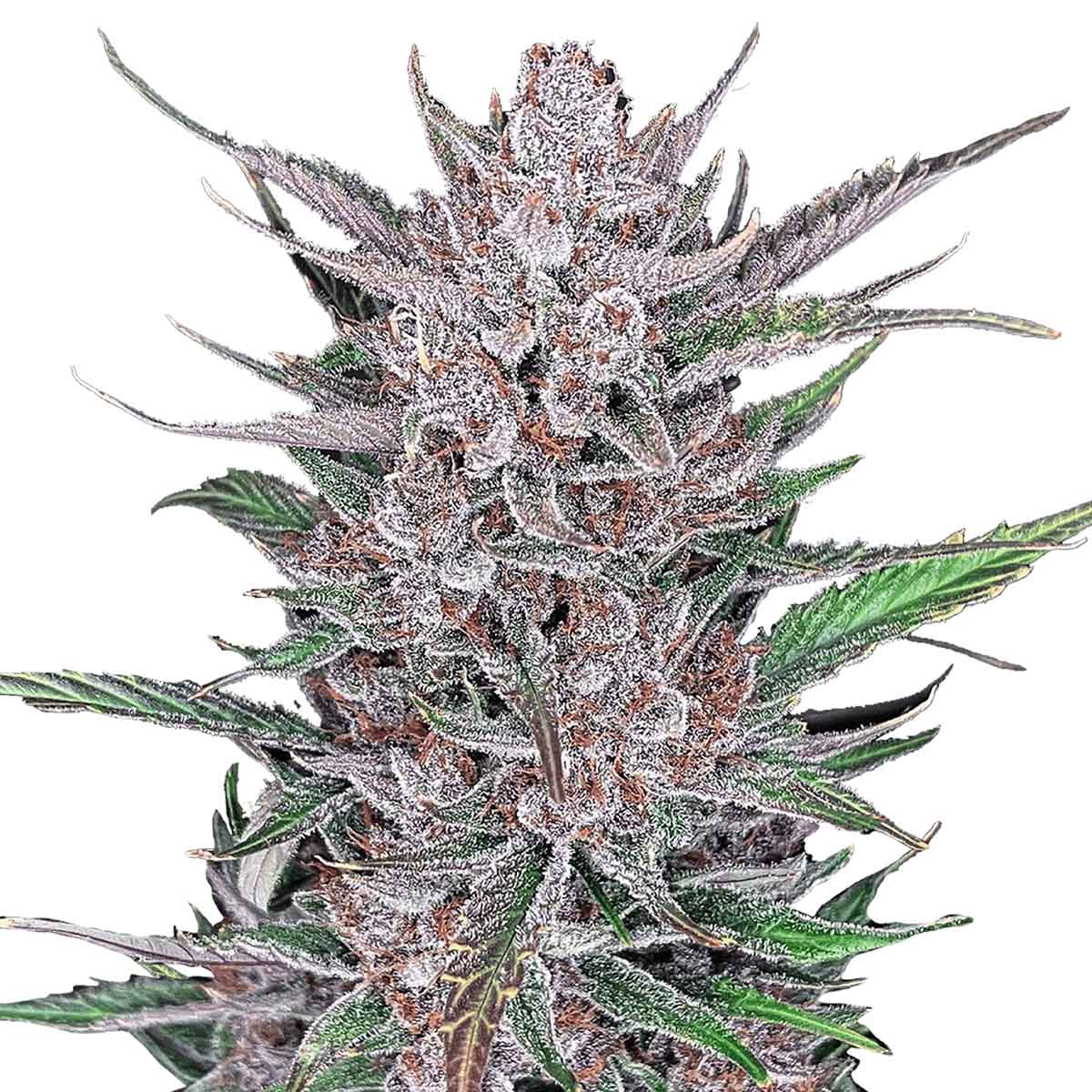 Gorilla Punch Auto marijuana strain flower with butter and ammonia flavor and giggly / creative effects - Rare Harvest hybrid