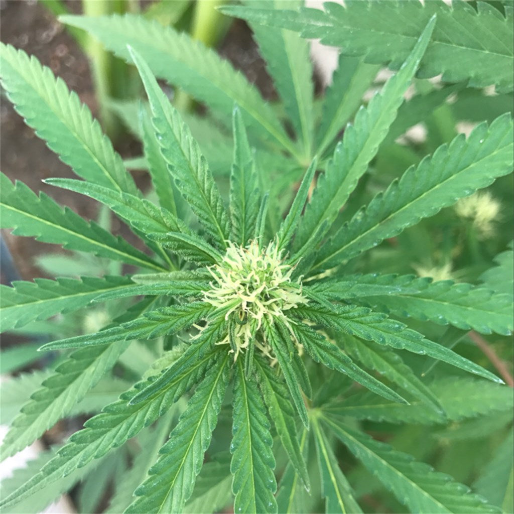 SAGE marijuana strain flower with sage and spicy/herbal flavor and uplifted / euphoric effects - Rare Harvest hybrid