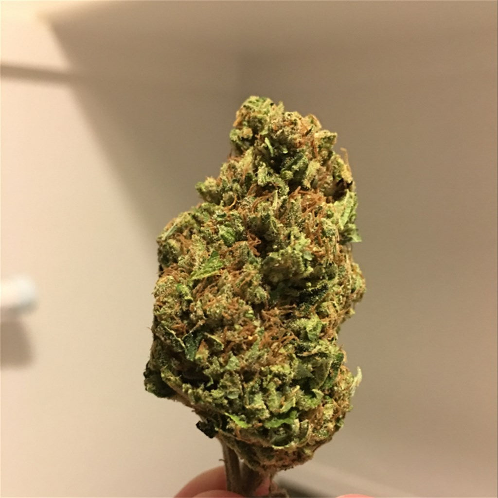 Sapphire Scout marijuana strain flower with blueberry and berry flavor and happy / sleepy effects - Rare Harvest hybrid