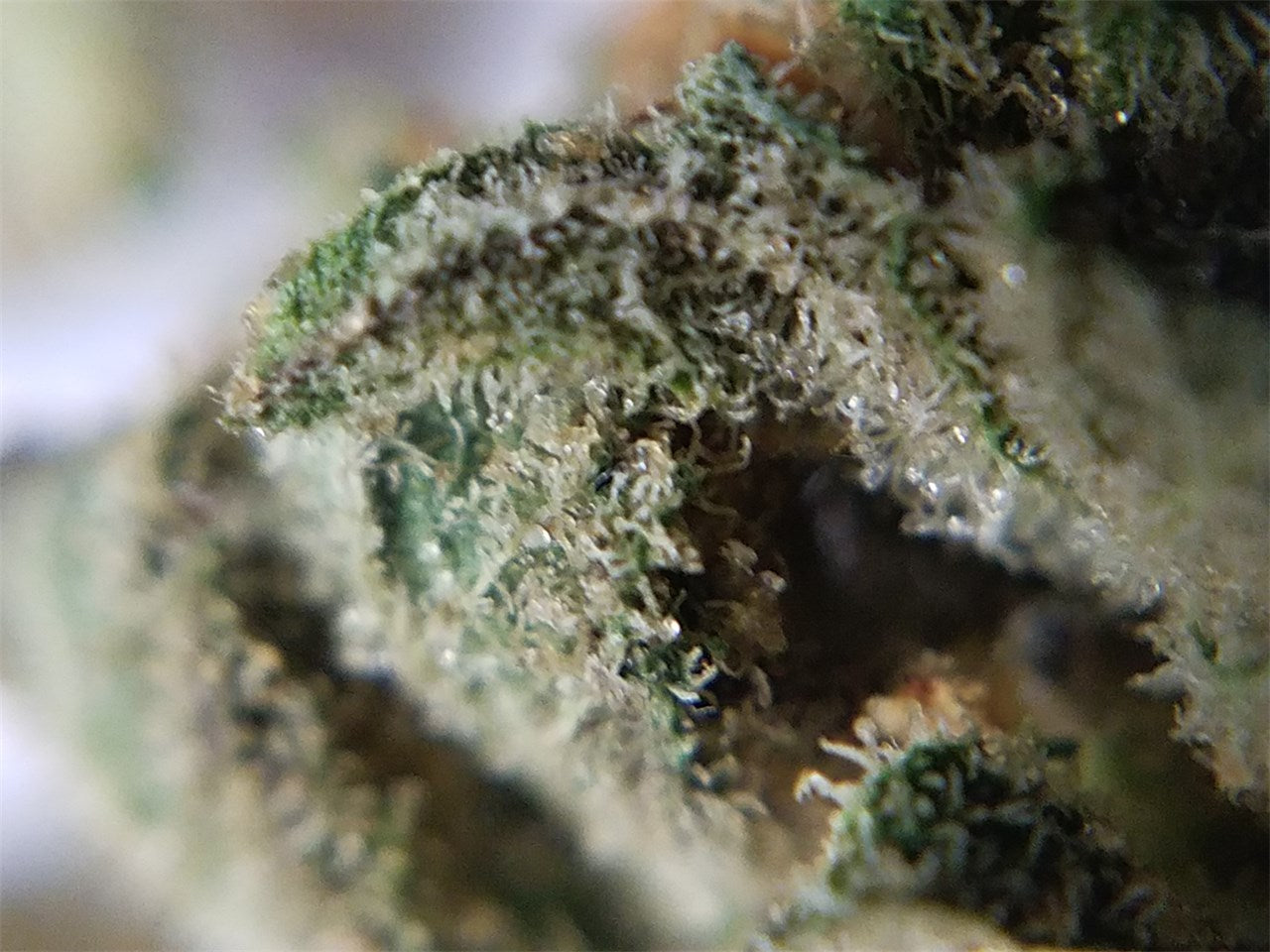 Savage Citrus Sunshine marijuana strain flower with chemical and pungent flavor and energetic / creative effects - Rare Harvest hybrid