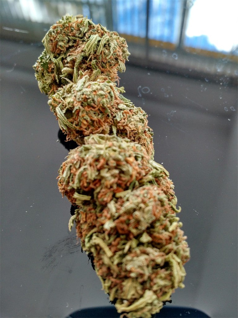 Savant's Grail marijuana strain flower with sweet and pine flavor and uplifted / happy effects - Rare Harvest hybrid