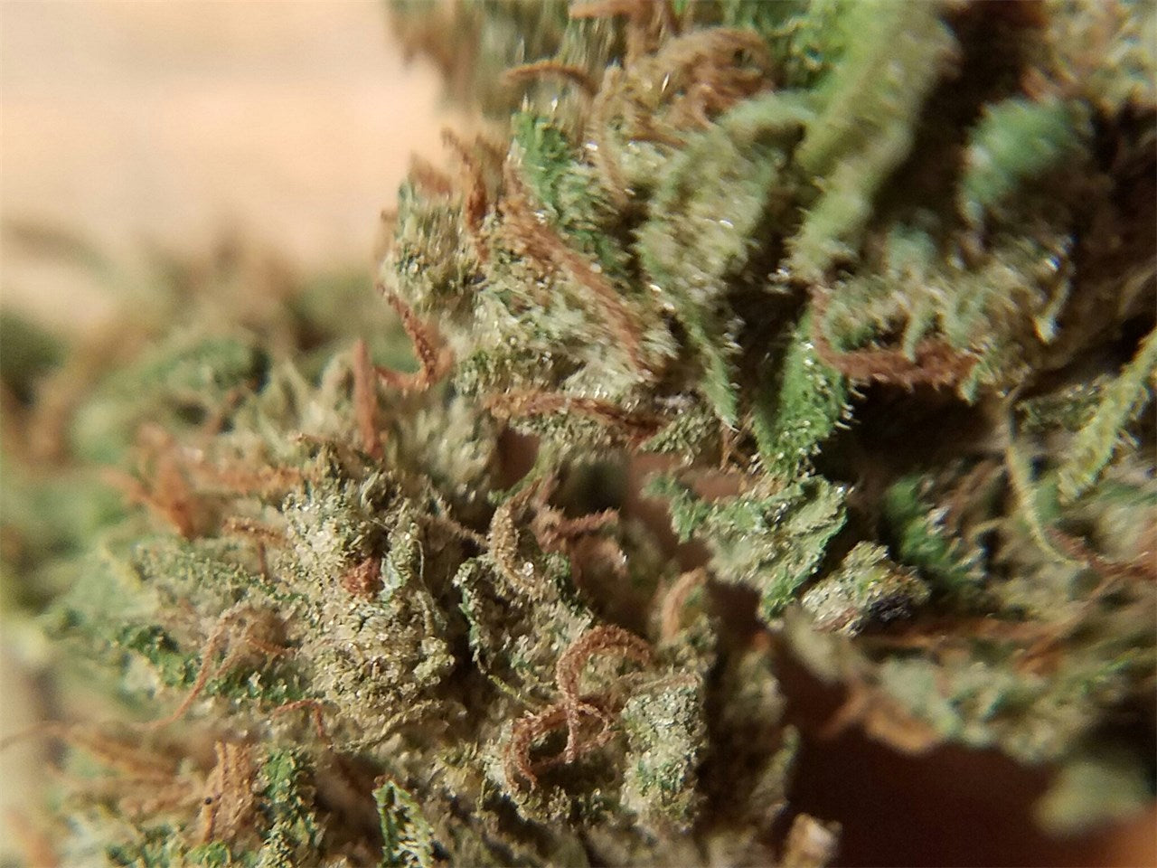 Scooby Snacks marijuana strain flower with pine and pepper flavor and relaxed / sleepy effects - Rare Harvest hybrid