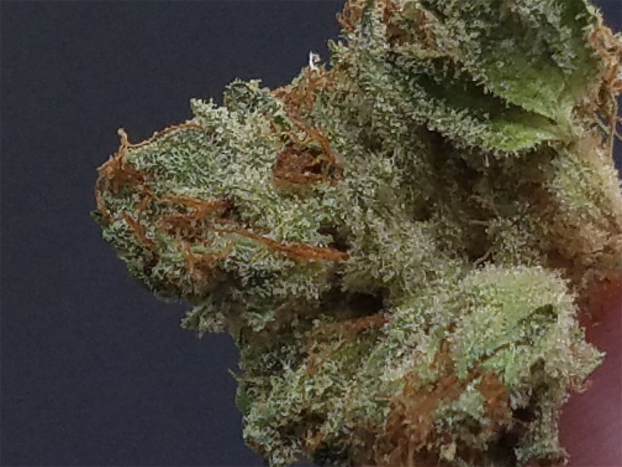 Scott's OG marijuana strain flower with honey and earthy flavor and relaxed / euphoric effects - Rare Harvest hybrid