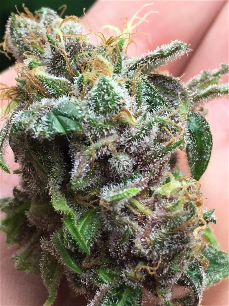 Seattle Blue marijuana strain flower with blueberry and strawberry flavor and uplifted / creative effects - Rare Harvest indica