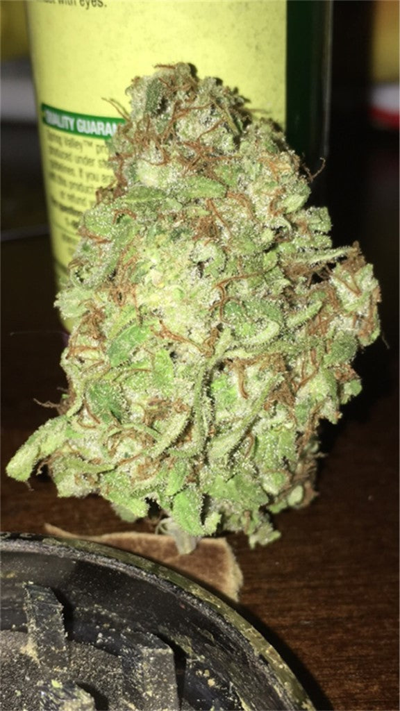 Seattle Cough marijuana strain flower with grapefruit and pine flavor and creative / energetic effects - Rare Harvest sativa
