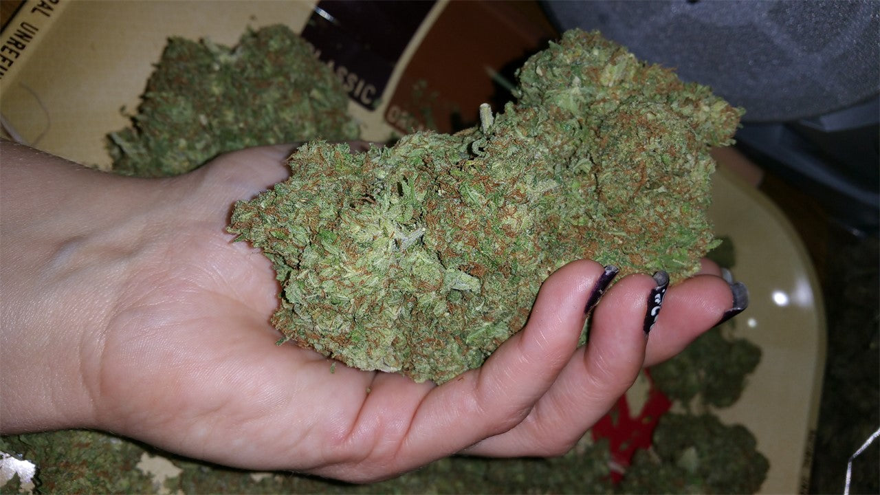 Secret Recipe marijuana strain flower with diesel and pine flavor and creative / relaxed effects - Rare Harvest hybrid