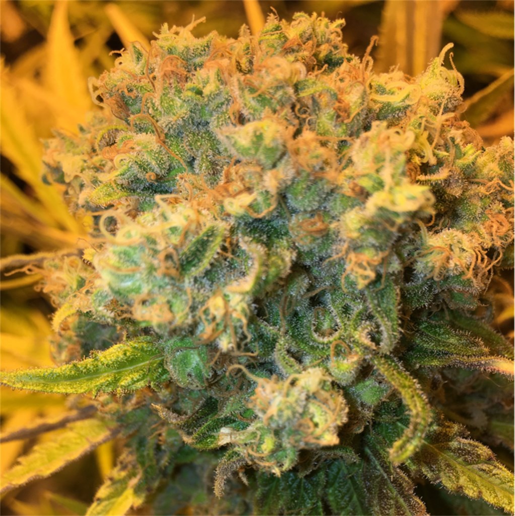Sensi Skunk marijuana strain flower with skunk and citrus flavor and relaxed / creative effects - Rare Harvest indica