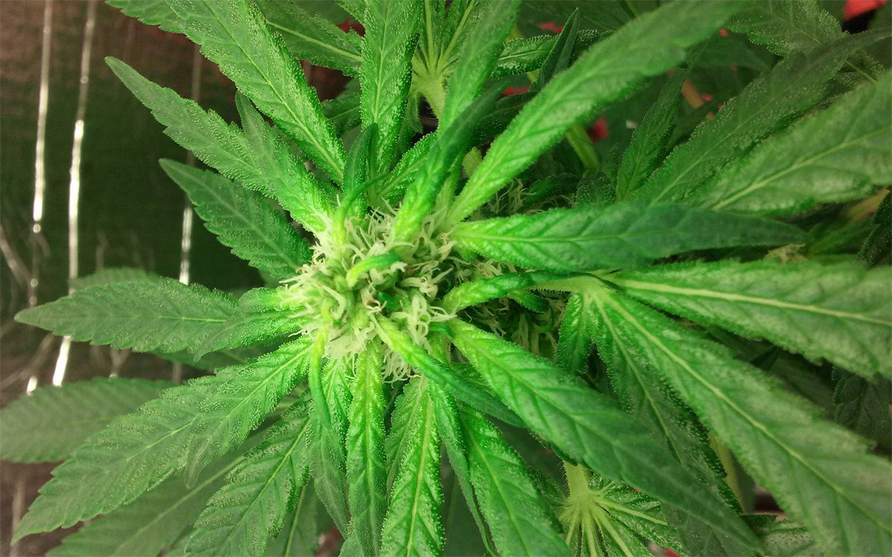 Serious 6 marijuana strain flower with honey and tropical flavor and energetic / aroused effects - Rare Harvest sativa