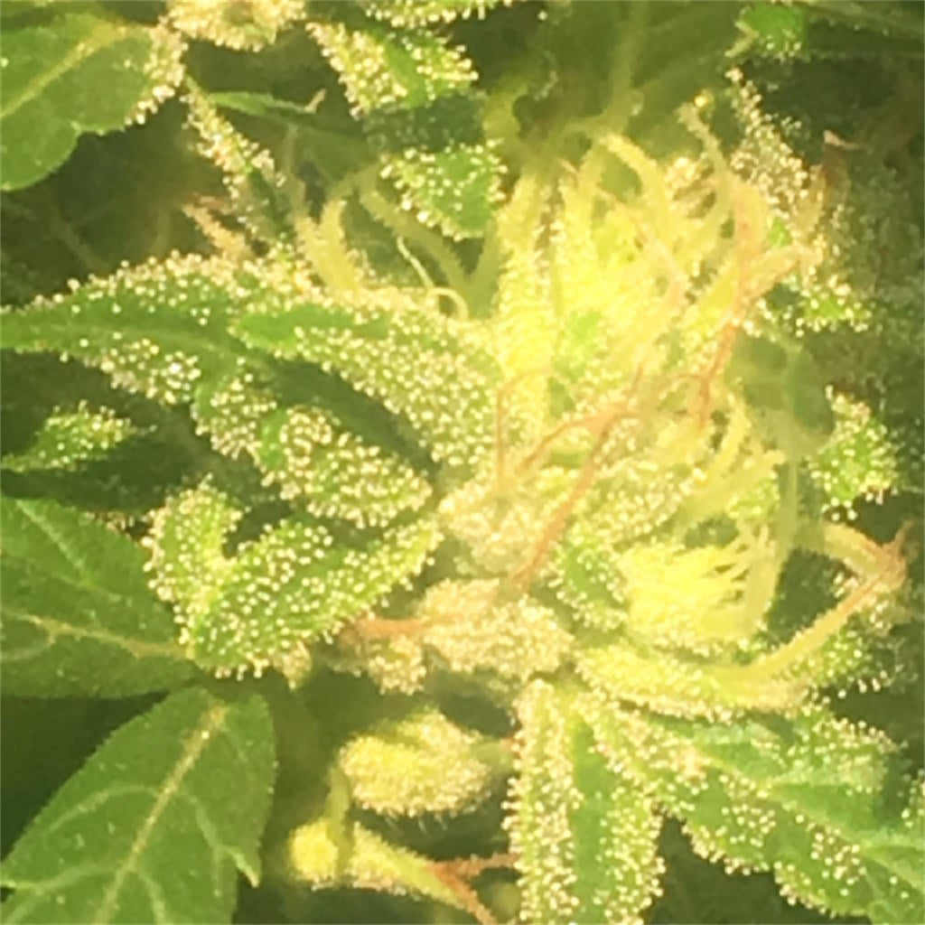 SFV Dog marijuana strain flower with pine and cheese flavor and euphoric / focused effects - Rare Harvest hybrid